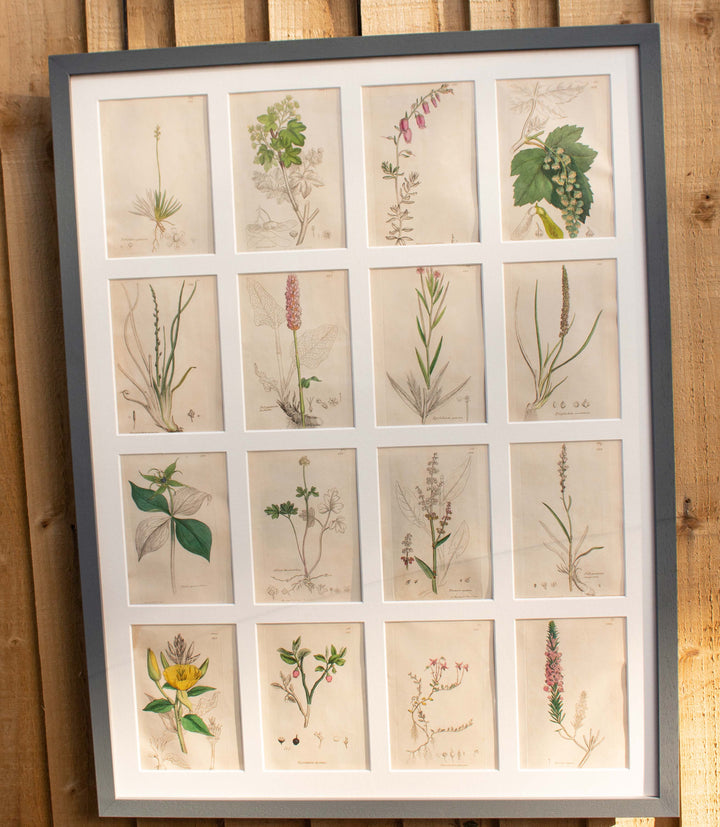 Antique botanical prints Sussex Vintage Midcentury
