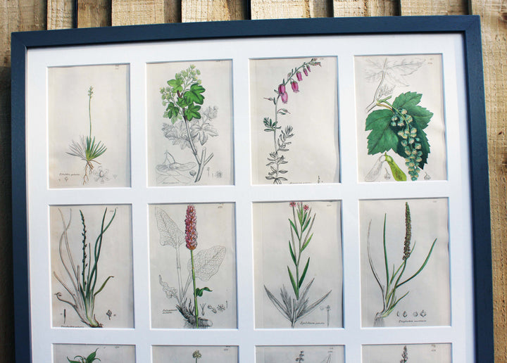 Historical botanical drawings