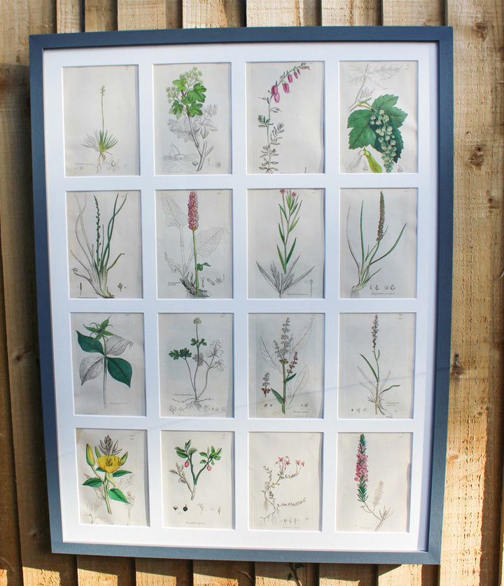 Rare botanical engravings