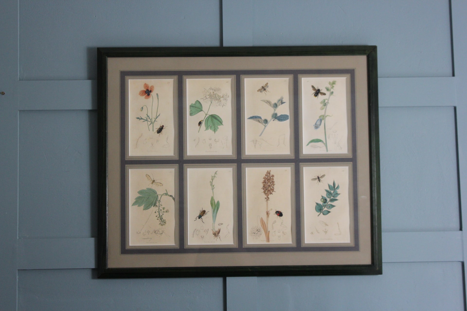 Rare botanical print by John Curtis, featuring detailed plant and insect artwork