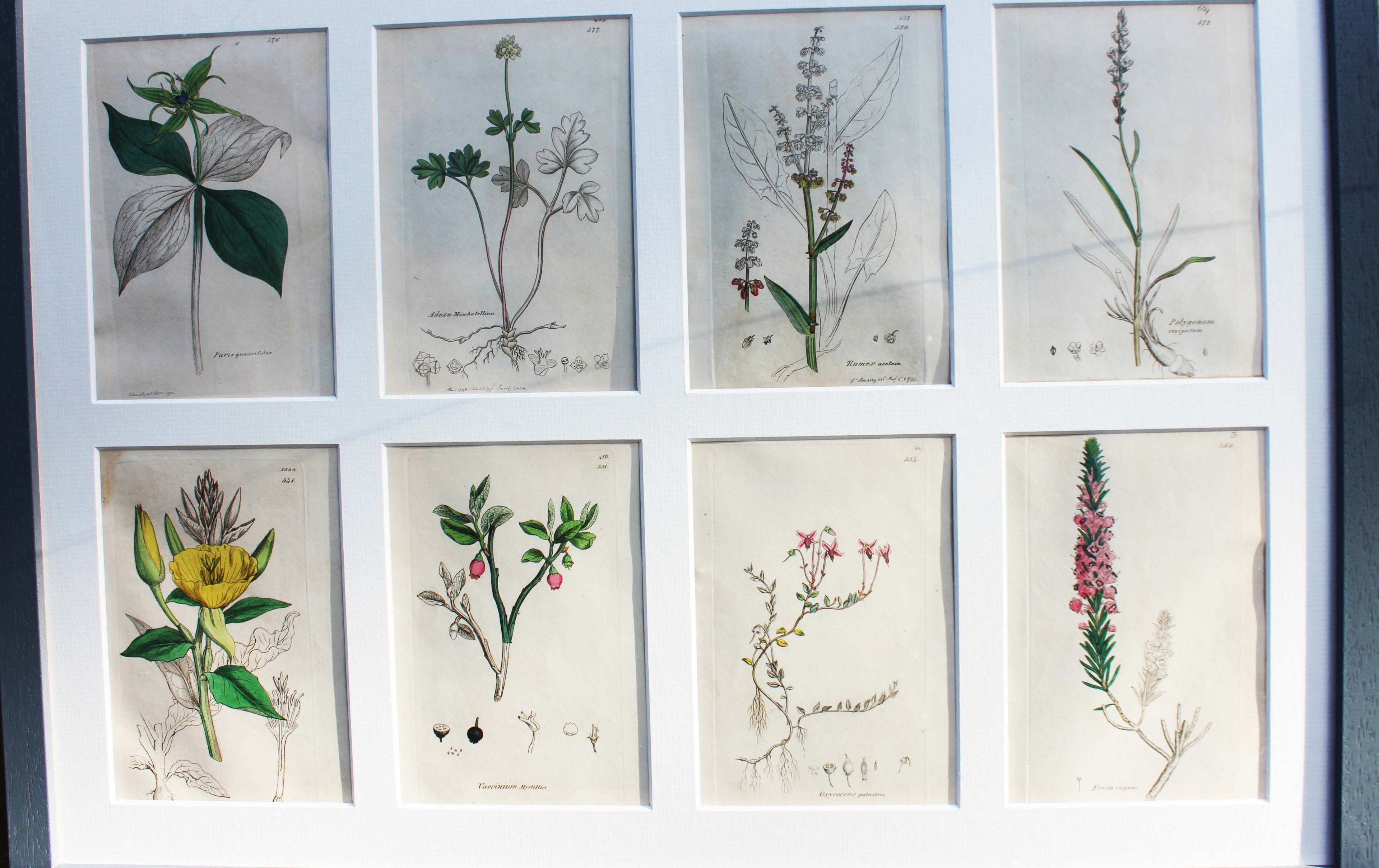 Vintage framed botanical prints Sussex