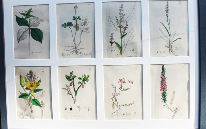 Vintage framed botanical prints Sussex