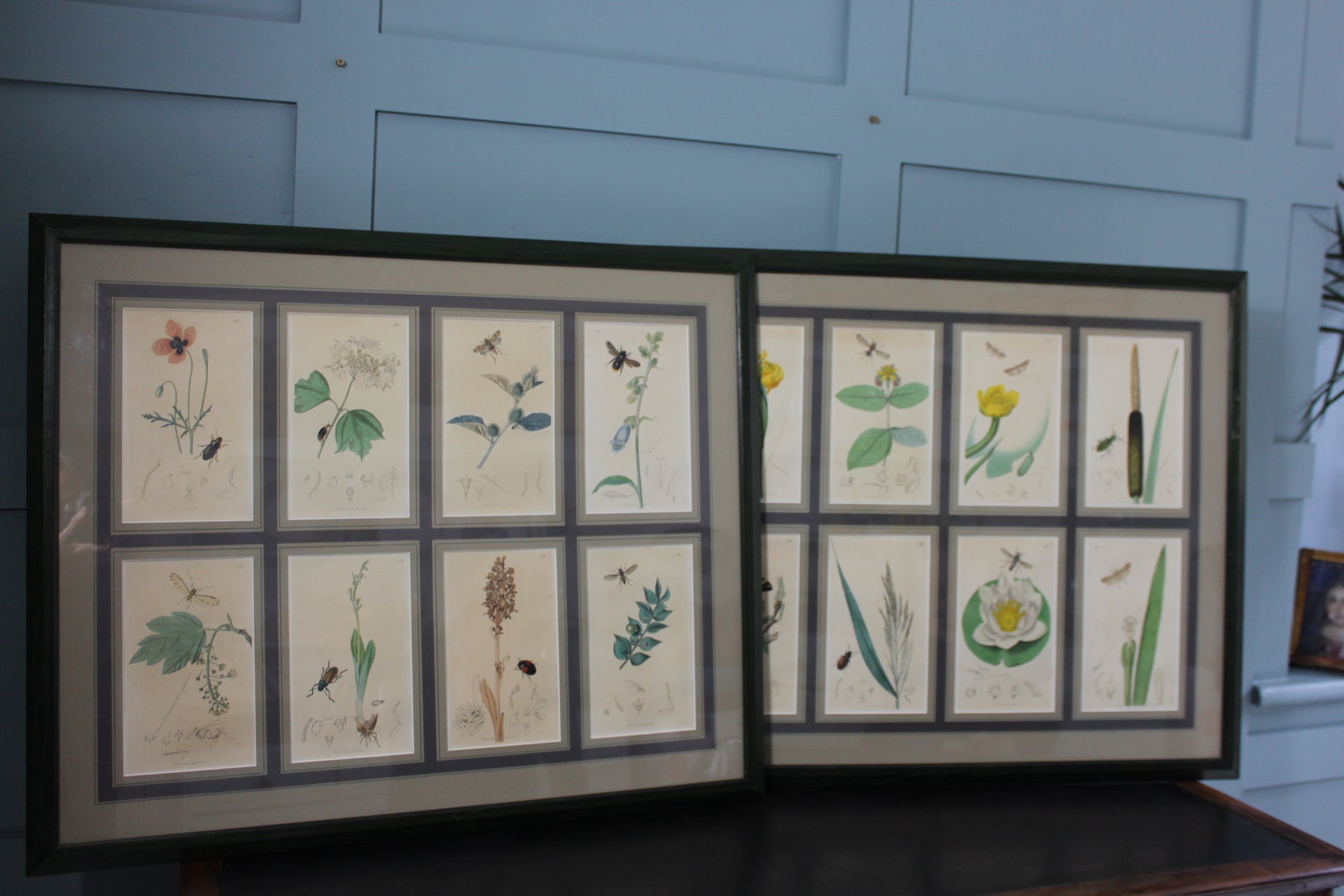 floral_Vintage_botanical and entomology print, elegant nature-inspired art Sussex