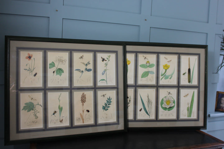 floral_Vintage_botanical and entomology print, elegant nature-inspired art Sussex
