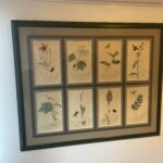 Set of 4 19th Century Botanicals With Insects